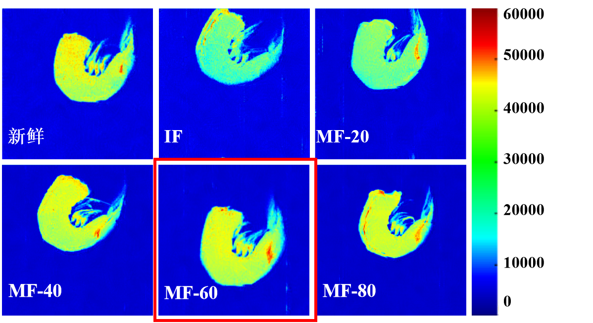 “开云官方站登录入口杯”江南大学优秀案例解析|低场核磁共振分析用于磁场辅助冷冻对虾仁水分迁移的调控研究